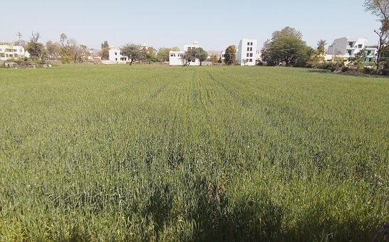 Landwirtschaft, Bauernhof, Weizen, Feld