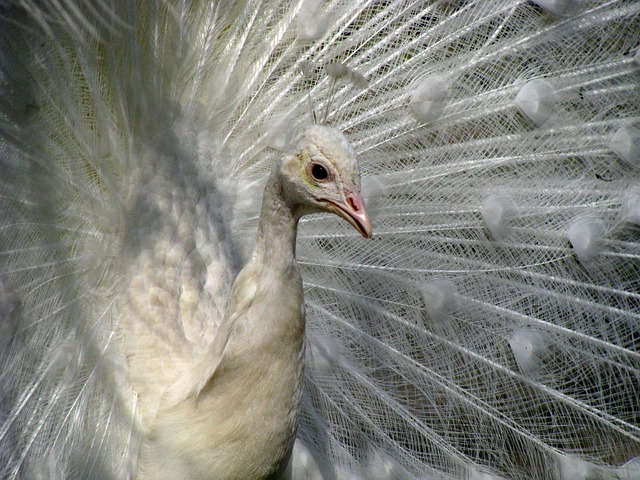 Free Peacock White photo and picture