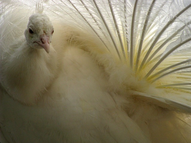 Free Peacock Bird photo and picture
