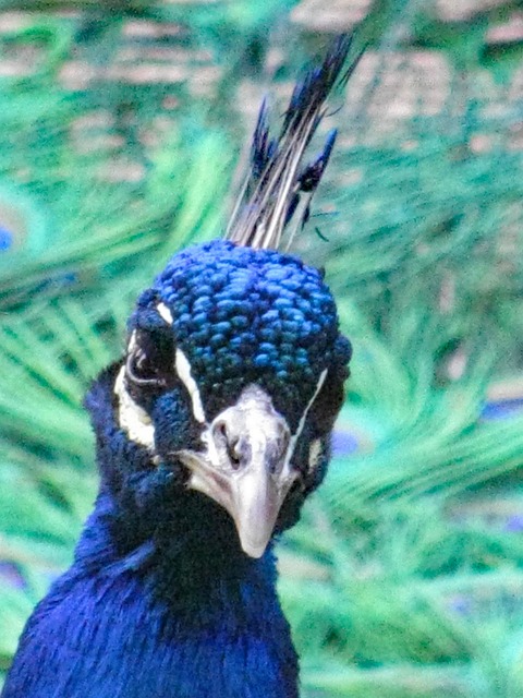 Free Peacock Bird photo and picture