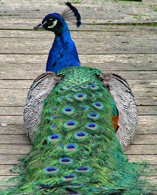 Free Peacock Bird photo and picture