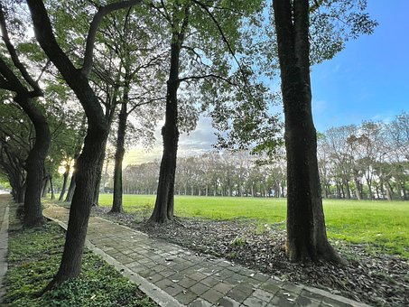 Straße, Morgen, Baum, Park