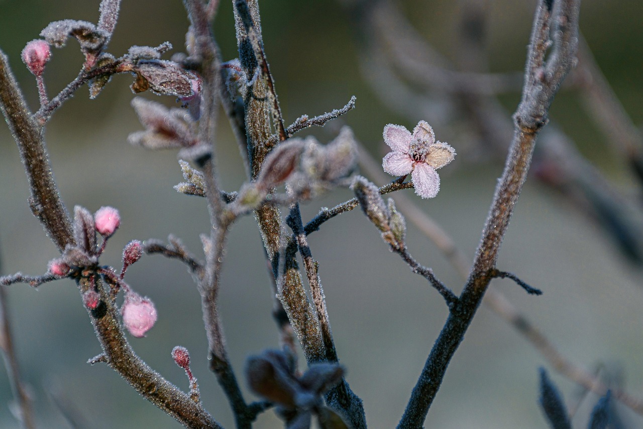 Flowers Frost Early Spring Free photo on Pixabay Pixabay