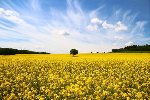 Raps, Rapsfeld, Gelbe Blumen, Natur
