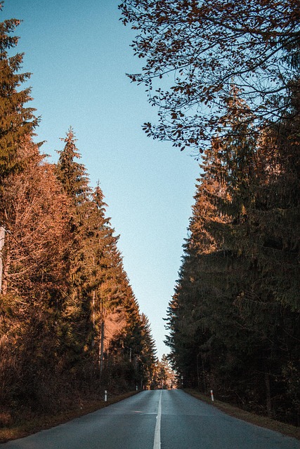Free Forest Road photo and picture