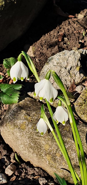 Spring Snowflake Leucojum Vernum - Free photo on Pixabay - Pixabay
