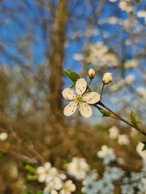 Flor, Rama, Florecer