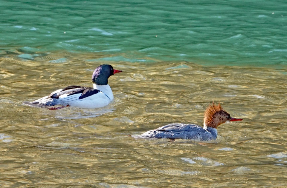 Birds Ducks Ornithology - Free photo on Pixabay - Pixabay