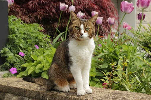 Free Cat Pet photo and picture