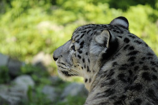 Free Snow Leopard Predator photo and picture