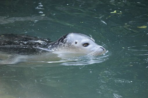 Free Seal To Bathe photo and picture
