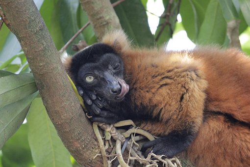 Free Red Vari Ape photo and picture