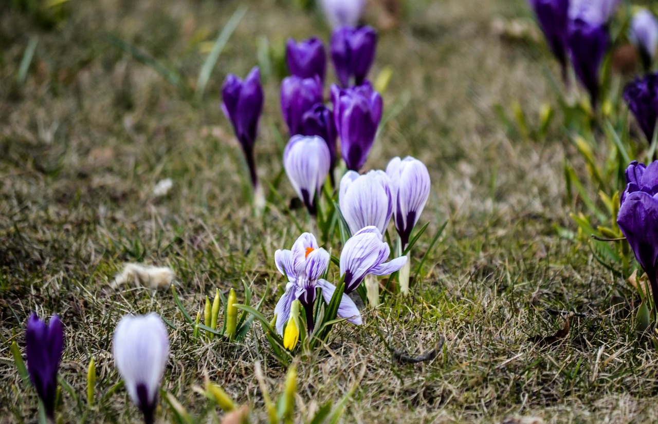 Crocuses Flowers Plants Free photo on Pixabay Pixabay