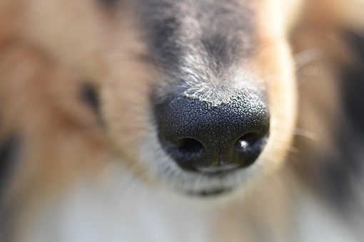 80以上の無料犬のマズル 犬画像 Pixabay