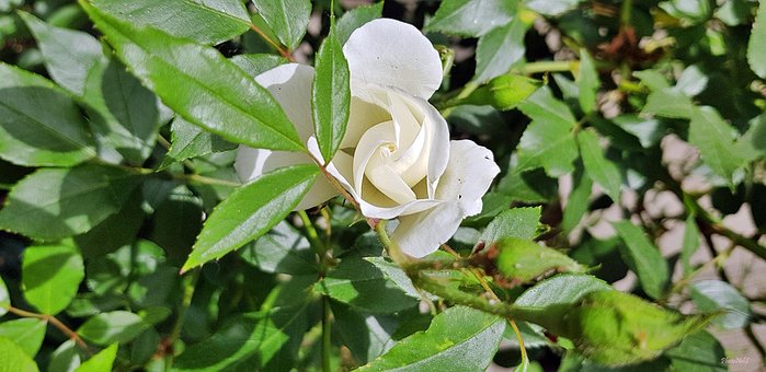 Rosa, Flor, Espinilla, Floral