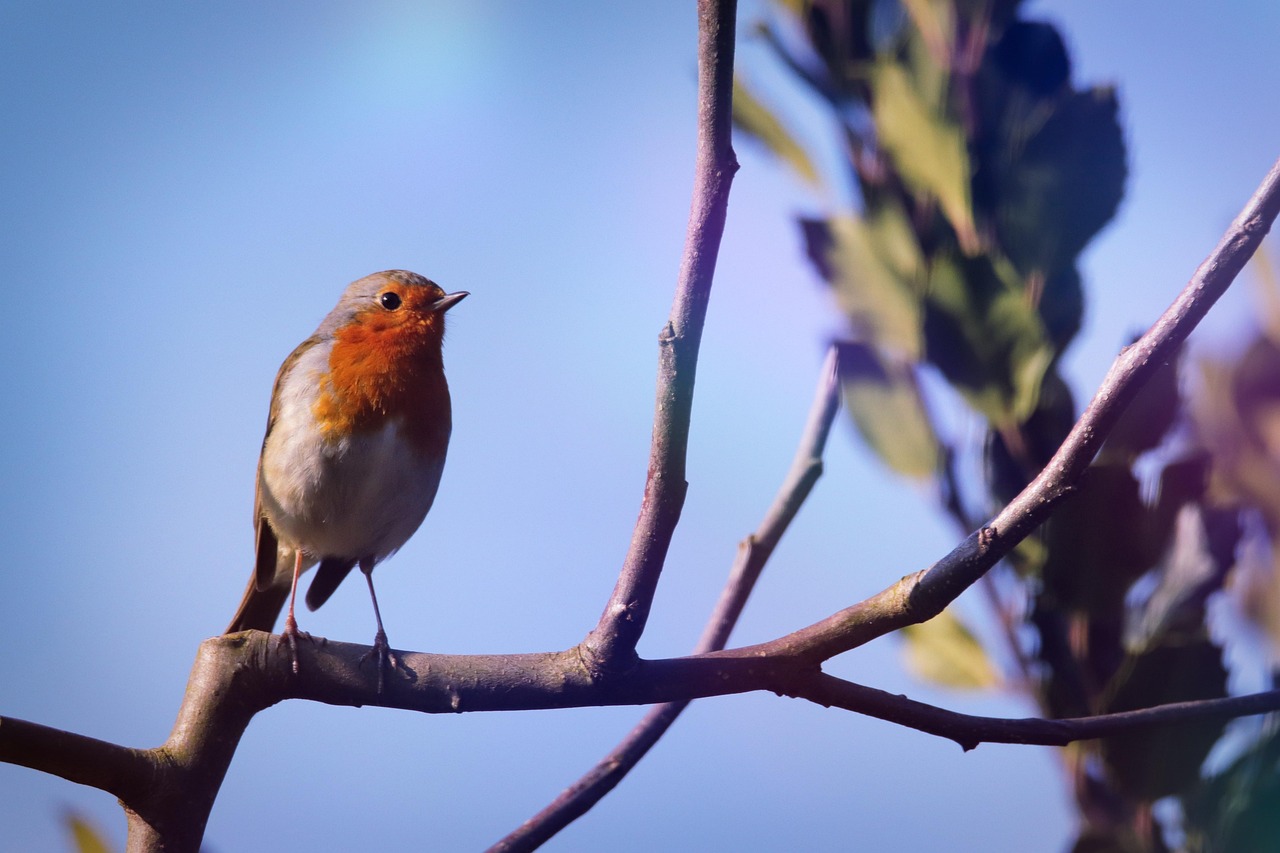 oiseau-rouge-gorge-ornithologie-photo-gratuite-sur-pixabay-pixabay