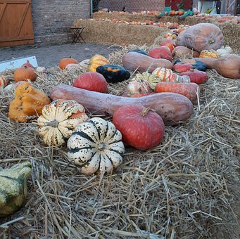 Kürbis, Herbst, Gemüse, Hay