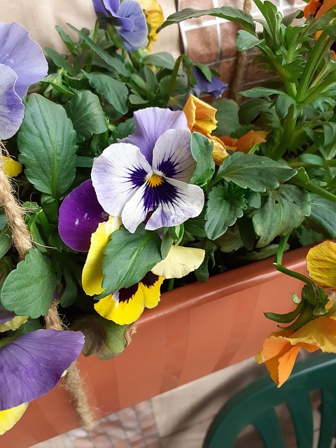 Stiefmütterchen, Blume, Pflanze, Topf