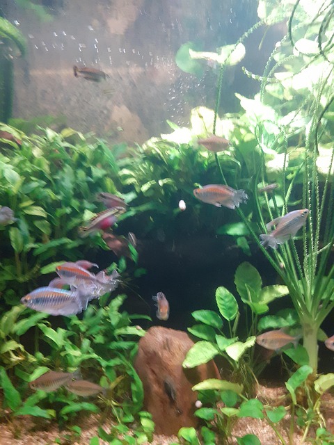 Fisch, Aquarium, Wasser, Natur
