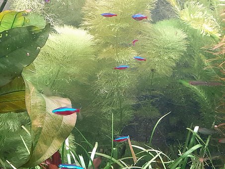 Fisch, Aquarium, Pflanzen