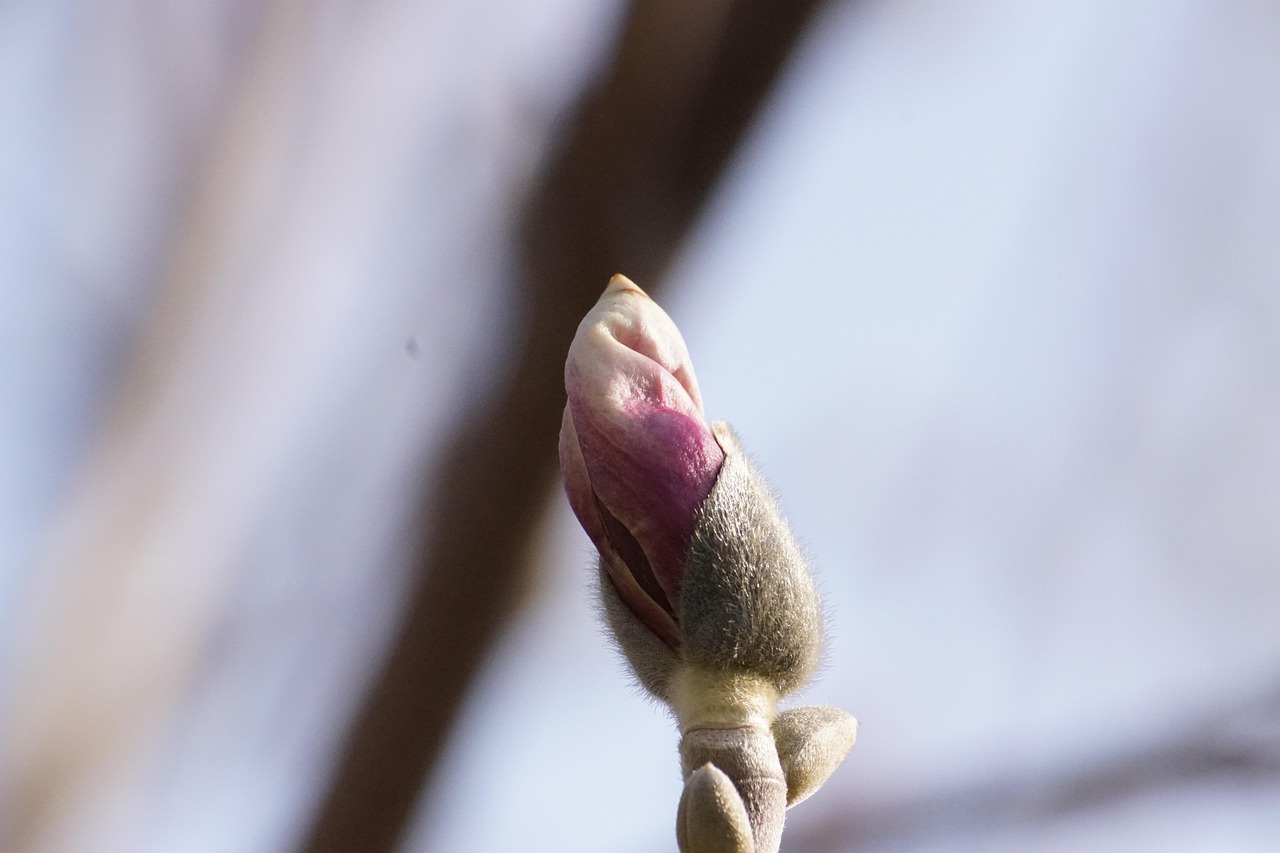 Botão De Flor Florescer Bloom - Foto gratuita no Pixabay - Pixabay