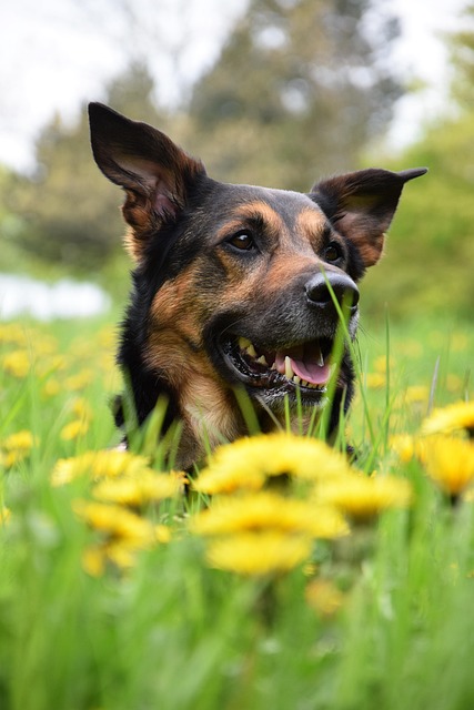 Free Animal Shepherd Dog photo and picture