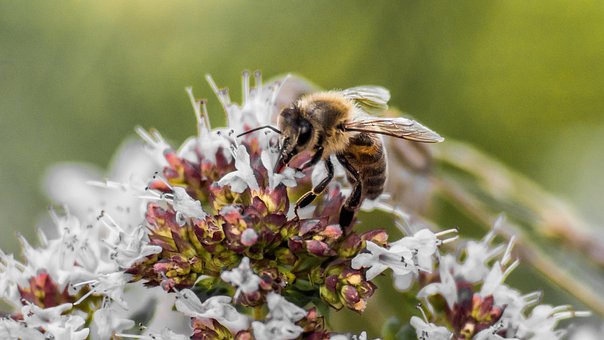 Bie, Blomst, Blomst Bakgrunn