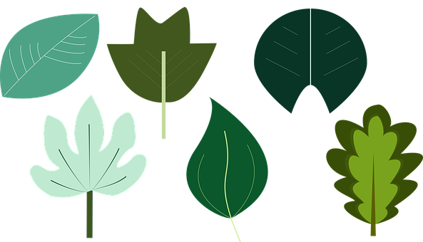 Blader, Grønne Blader, Natur, Planter