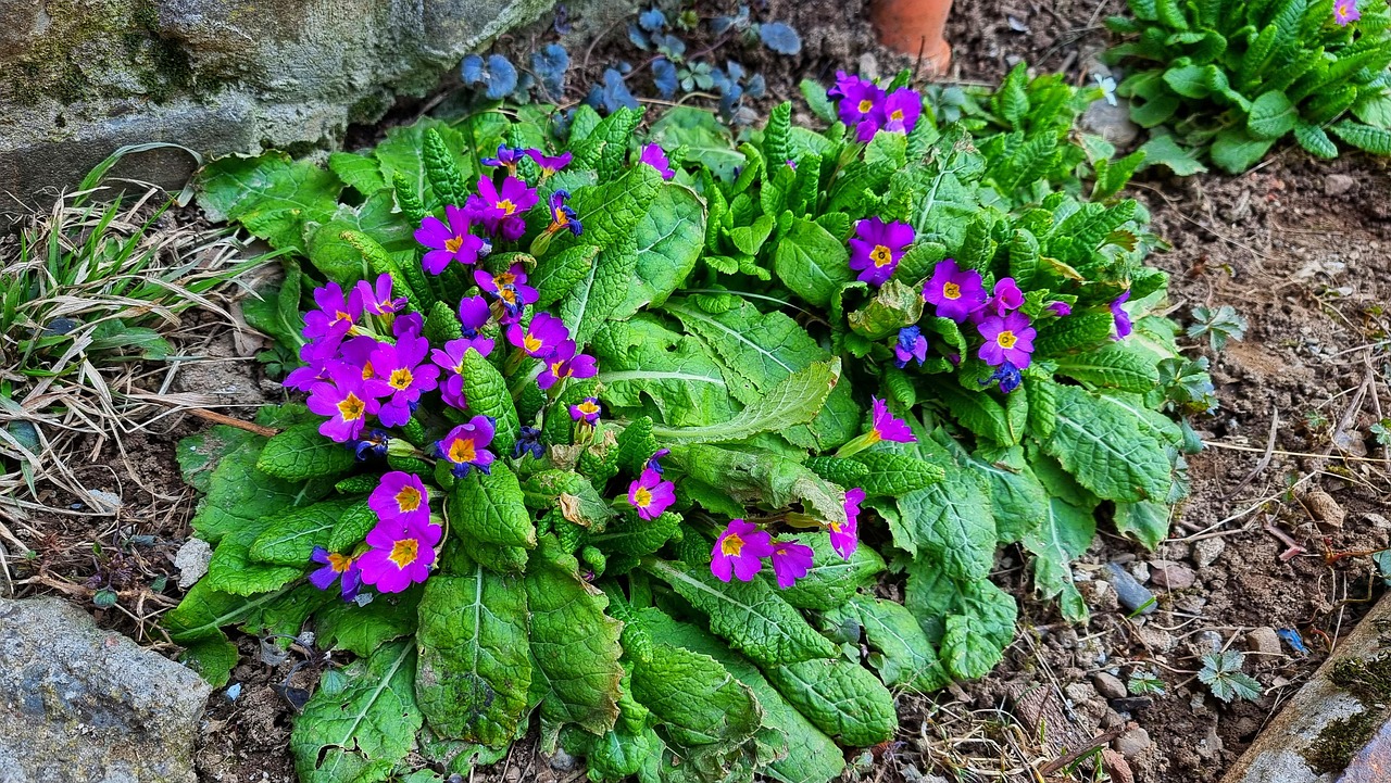 Primulas Prímulas Flores Flor - Foto gratuita no Pixabay - Pixabay