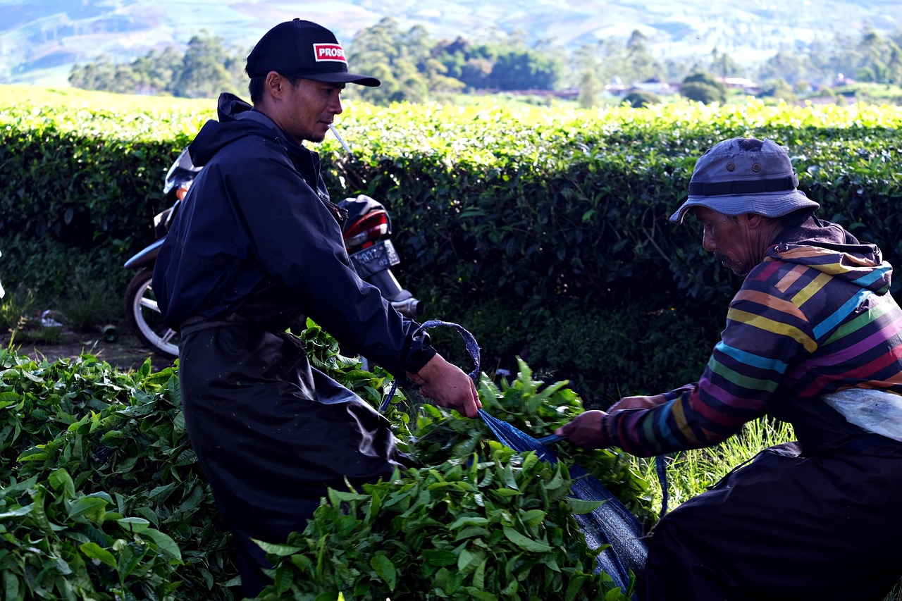 6+ Free Picking Tea Leaves & Nuwara Eliya Images - Pixabay
