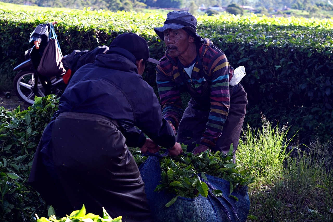 Harvesting Tea Leaves Free photo on Pixabay Pixabay