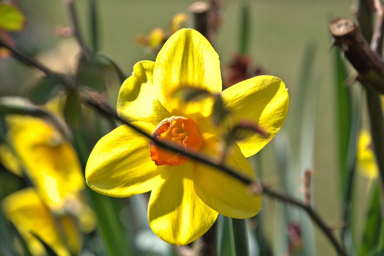 Daffodil Flower Plant Free photo on Pixabay Pixabay