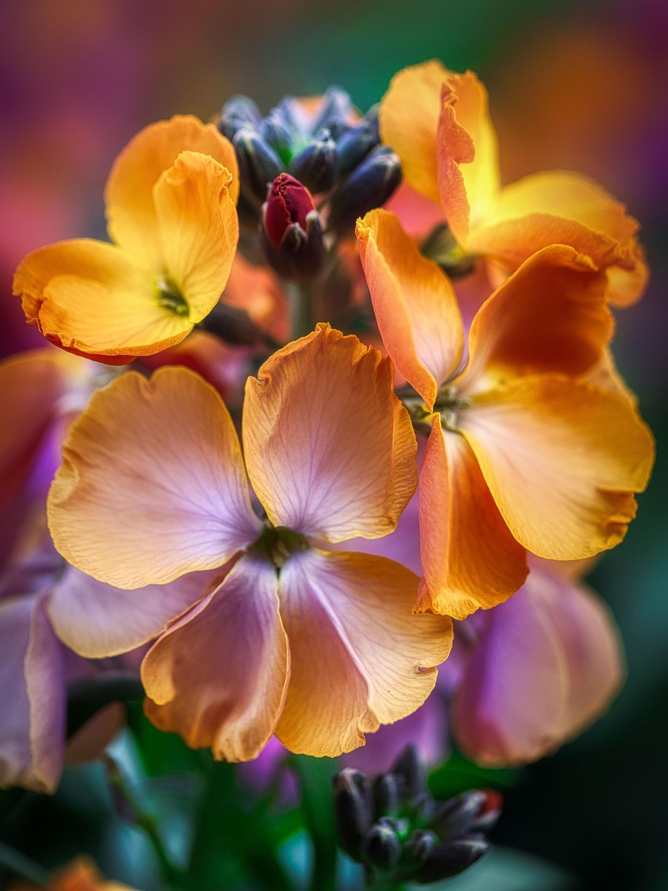 Flowers Bloom Botany Free photo on Pixabay Pixabay