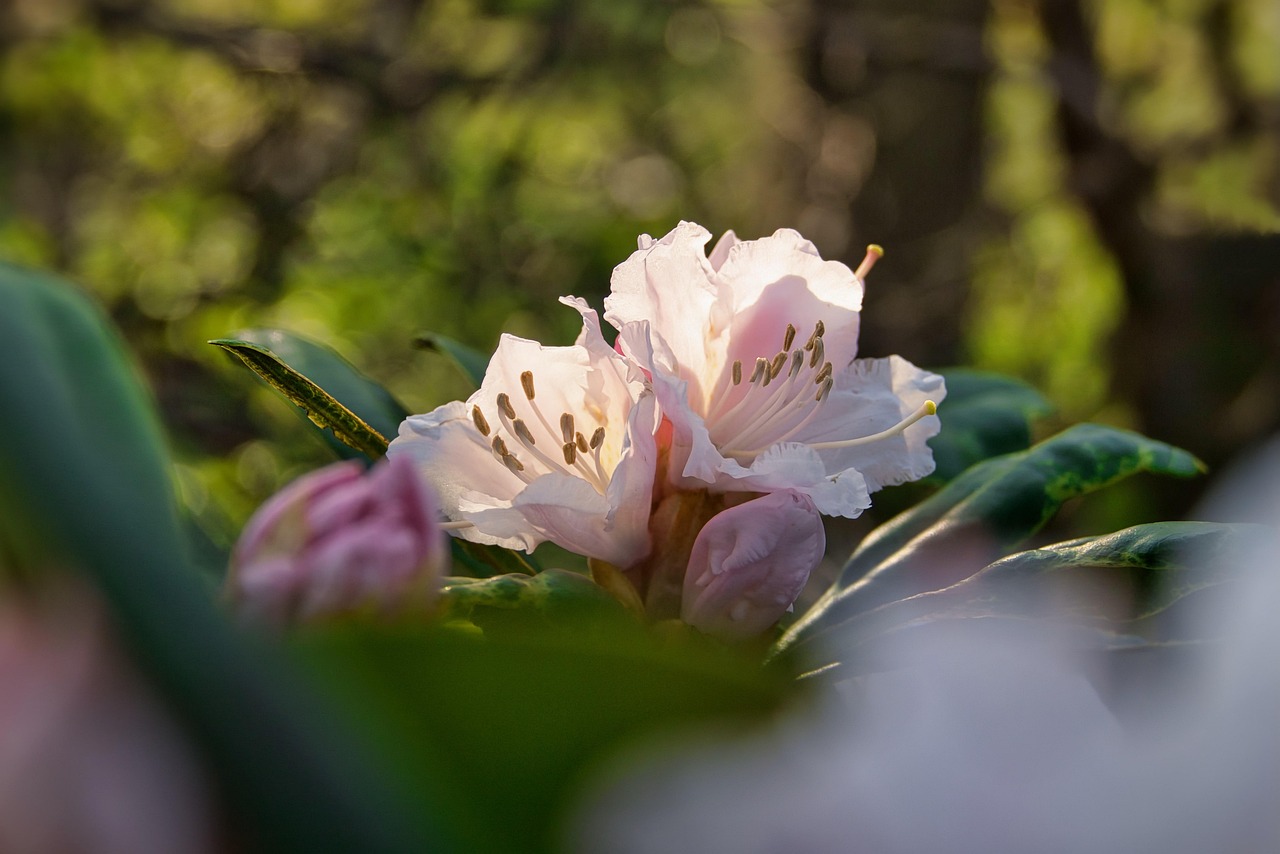 Rhododendron Fleurs Plantes Le - Photo gratuite sur Pixabay - Pixabay