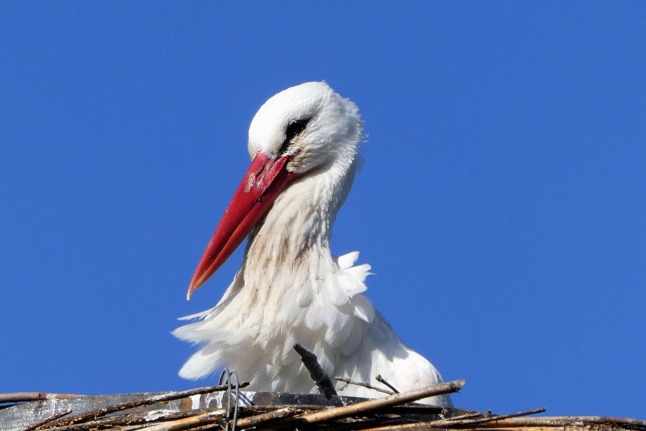 https://cdn.pixabay.com/photo/2022/03/26/19/11/stork-7093507_1280.jpg