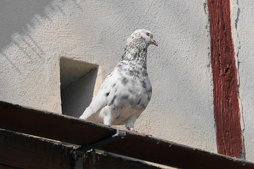 Vogel, Duif, Ornithologie, Soort, Fauna