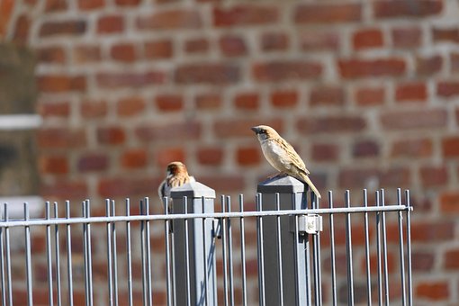 Vogels, Mus, Ornithologie, Soort, Fauna