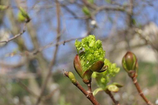 Knop, Boom, Bloesem, Bloom, De Lente