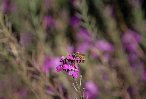 Floare, Albină, Poleniza, Insectă