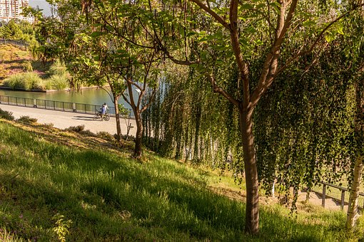 Copaci, Parc, Laguna, Apă, Walk