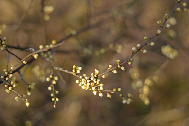 Arbre De La Cerise Bourgeons - Photo gratuite sur Pixabay - Pixabay