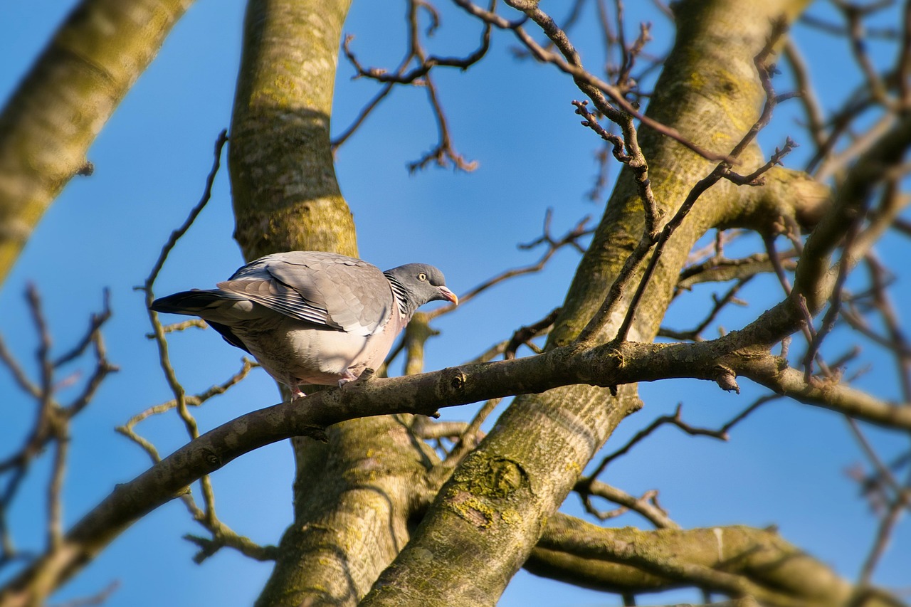 https://cdn.pixabay.com/photo/2022/03/26/21/54/bird-7093760_1280.jpg