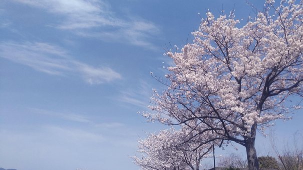 Free Cherry Blossoms Landscape illustration and picture