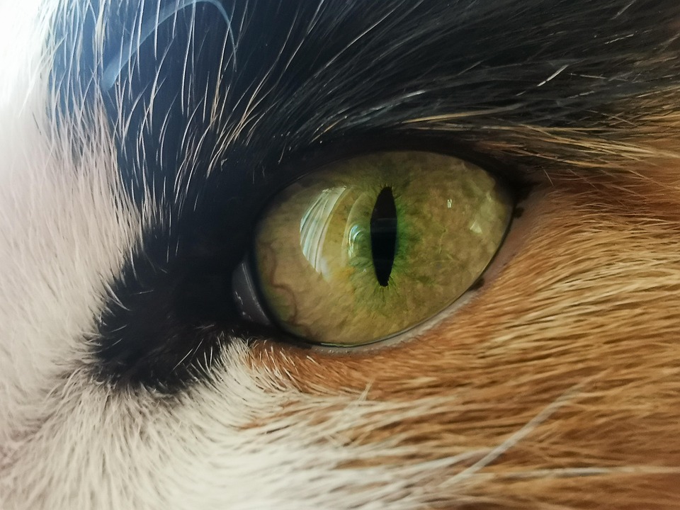 😻 cat eye pictorial 😻 so here it is.. cat eye... Cat Eye Animal Close - Free photo on Pixabay