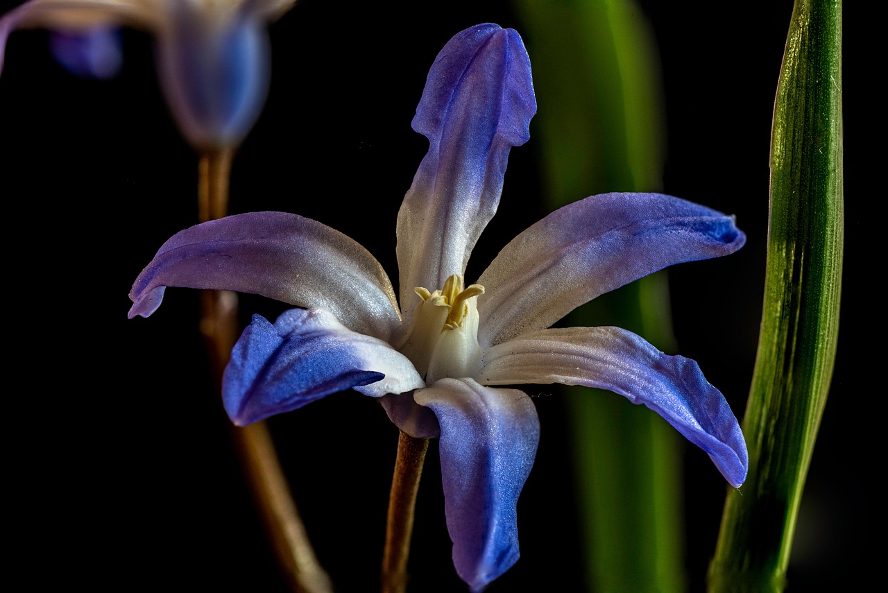 snowdrop, flower wallpaper, flower, plant, scilla section chionodoxa, flower background, beautiful flowers, spring, macro, nature, petals, bloom