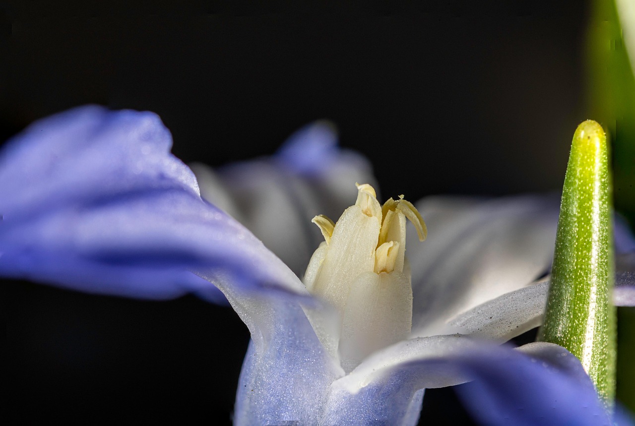 snowdrop, flower, flower background, plant, scilla section chionodoxa, beautiful flowers, spring, macro, nature, flower wallpaper, petals, bloom