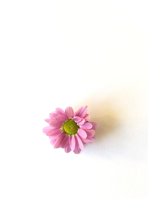 Free Blossom Bloom photo and picture