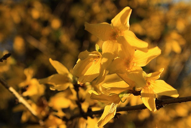 Free Flowers Forsythia photo and picture