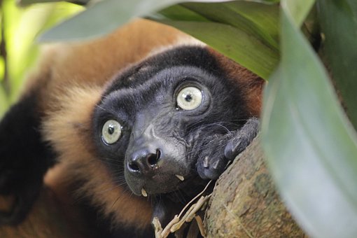Free Red Vari Ape photo and picture
