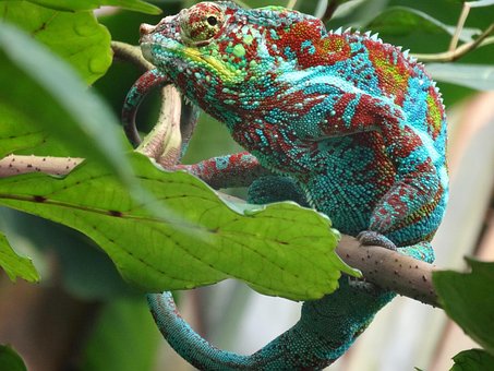 Free Camelion Lizard photo and picture